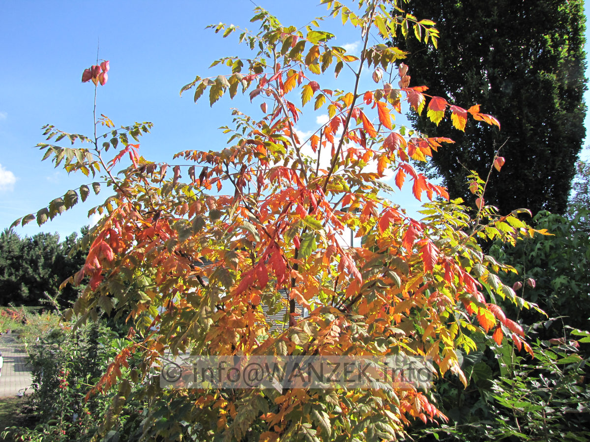 Koelreuteria paniculata 10.JPG